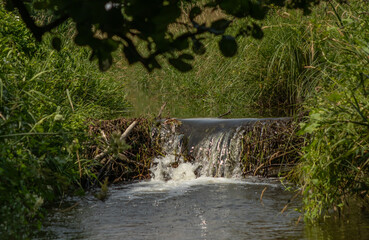 Beaver dam on a small stream, with water gently cascading over natural materials. A peaceful, wild wetland scene showing the ecological role of beavers in habitat creation © Maciej Bonk