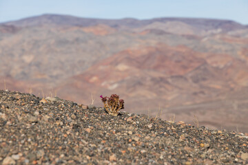 Ubehebe Crater Rim Trail at Death Valley National Park, California