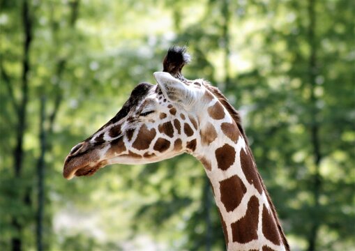 Giraffe Zoo Flecken Wildtiere Tierpark Schlaf Tier Gesicht Safari