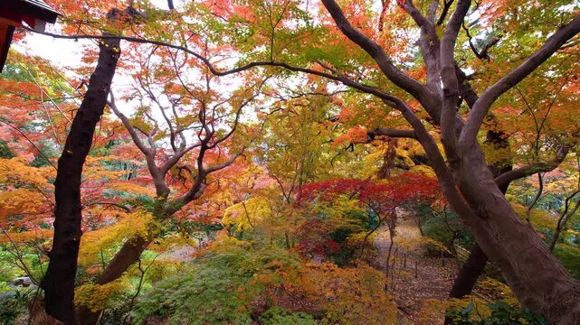 等々力渓谷の紅葉