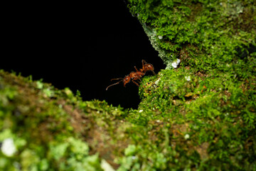 photo of ant in a tree