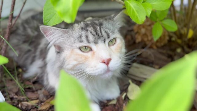 A cat with a mixed-color coat rests calmly among garden plants. The cat's alert expression and green eyes suggest it's observing its surroundings, blending into the natural setting