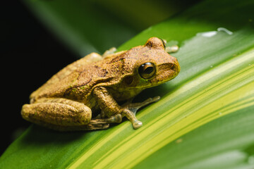 Photo of frog resting on a leaf