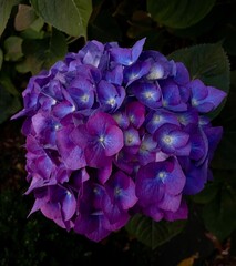 Purple Hydrangea 