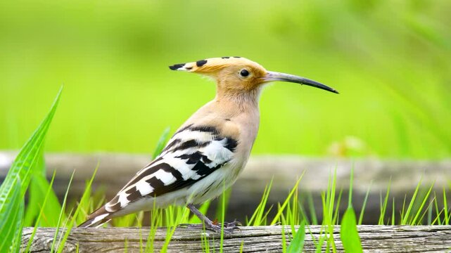 The Eurasian Hoopoe belongs to the Upupidae family. It is a bird with short legs, a long and slightly curved bill, and a long triangular tail. It feeds on the wolves it catches by scratching the soil.
