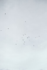 Group of birds flying against a blue sky background