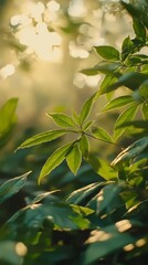 Obraz premium Golden Hour Foliage: A delicate cluster of green leaves illuminated by the warm glow of the setting sun, creating a captivating interplay of light and shadow.