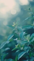 Serene Green Leaves: A delicate sprig of emerald green leaves with a soft, ethereal background.  The delicate leaves shimmer in the soft sunlight.  