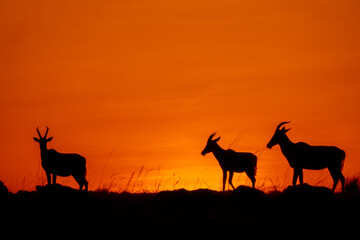 Topis silhouetting in the sunrise