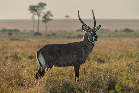 Defassa waterbuck on the watch