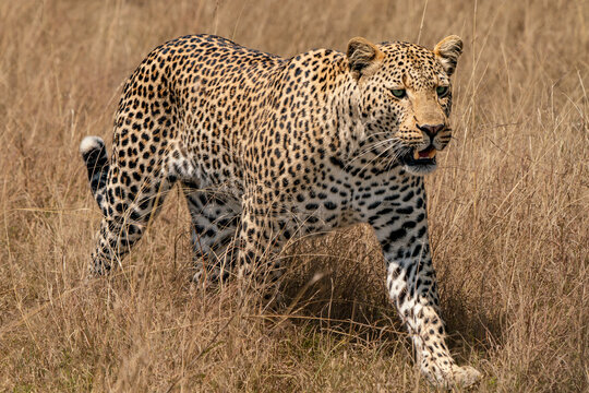 leopard waling in the savannah