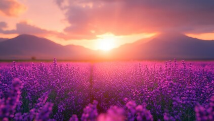 Breathtaking Sunset Over Lavender Field with Mountains in the Background Offering Vibrant Colors of Nature&rsquo;s Beauty During Golden Hour