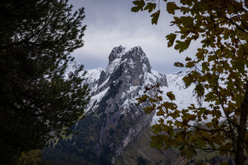 peak of alpstein mountain between trees in autumn