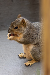 squirrel eating a nut