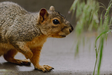 squirrel in the park