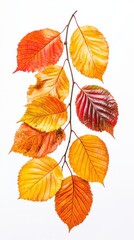 Obraz premium Autumnal Hues: A vibrant branch adorned with a cascade of colorful leaves, showcasing the rich tapestry of autumn's palette in a striking arrangement. The leaves, in hues of golden yellow.