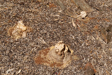 Outdoor view of poisoned wild olive tree stump
