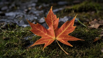 maple leaf 