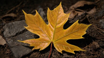 maple leaf 