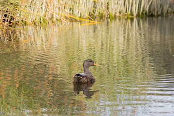 female mallard duck swimming
