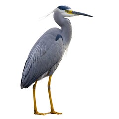 Fototapeta premium White-faced Heron a full body
