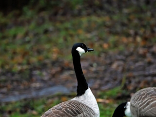 country goose branta canadensis