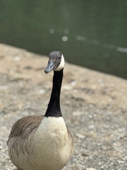 goose on the beach