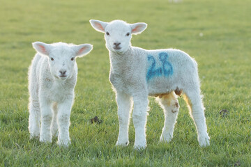 small lambs 