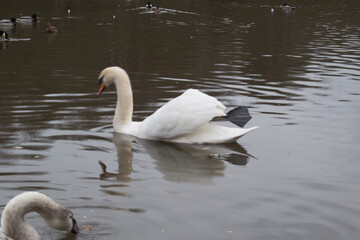 Obraz premium White Mute Swan Swimming on Dark Lake Water
