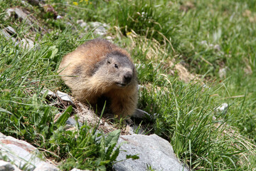 Murmeltiere in den Pitztaler Alpen in Österreich