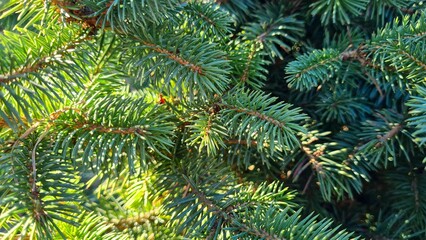 Christmas tree on a sunny day, its branches are quietly swayed by the wind