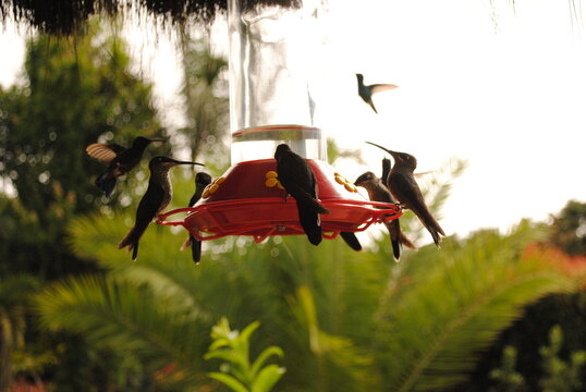 colibries tomando agua y otros volando