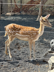 Dear in a zoo