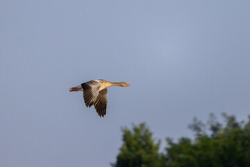 Obraz premium fliegende Gans