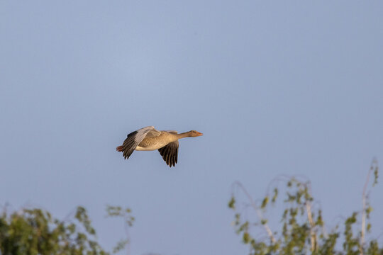 fliegende Gans