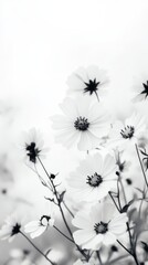 Delicate Blooms: A soft and ethereal black and white photograph of delicate cosmos flowers reaching towards the sky, capturing the fleeting beauty of nature's grace.