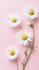 Obraz premium Dainty Daisies on Pink