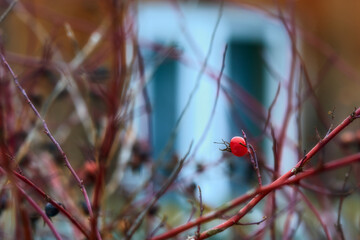 Red berry of a rosehip bush against the background of a window in winter.