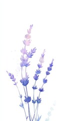 Naklejka premium Lavender Watercolor Painting: Serene Lavender Sprigs 