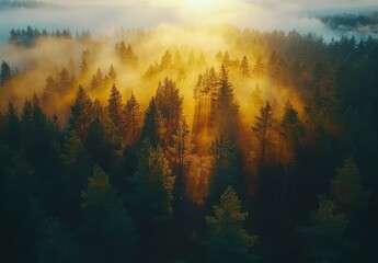 Fototapeta premium Serene Misty Sunrise Over Lush Evergreen Forest with Sunbeams Piercing Through the Fog, Creating an Enchanting Landscape in Nature