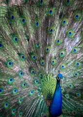 Obraz premium A close-up of a peacock displaying his feathers