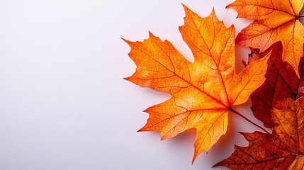 A bunch of orange and red leaves on a white surface
