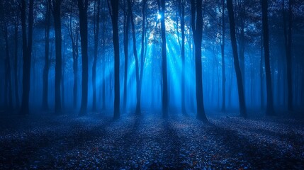 Obraz premium A dark blue forest with the sun shining through the trees