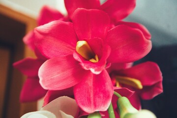 Colorful flower blooming in the bathroom