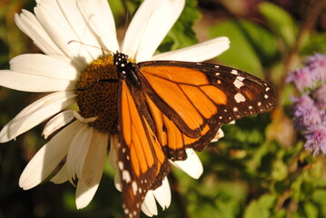 flor 