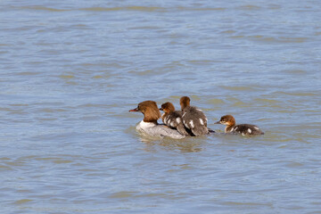 Gänsesäger schwimmt mit drei Küken im See, zwei sitzen auf dem Rücken der Mutter