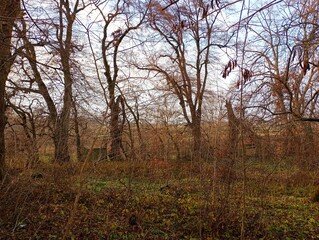 In an overgrown, dense old garden. Autumn landscape with trees in an old, neglected garden.