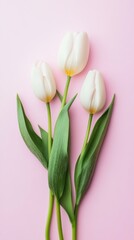 Elegant White Tulips on Pink: Three pristine white tulips, their delicate petals unfurling, stand elegantly against a soft pink backdrop. A minimalist yet captivating floral arrangement. 