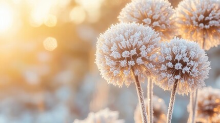 Frosty winter flowers illuminated by golden sunlight.