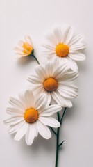 Fototapeta premium Three pristine white daisies with vibrant yellow centers, artfully arranged on a stem, create a serene and elegant floral composition. 